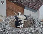 Capi_Dubne_20260629_082504.jpg