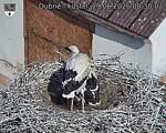 Capi_Dubne_20260629_083002.jpg