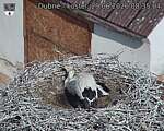 Capi_Dubne_20260629_083504.jpg