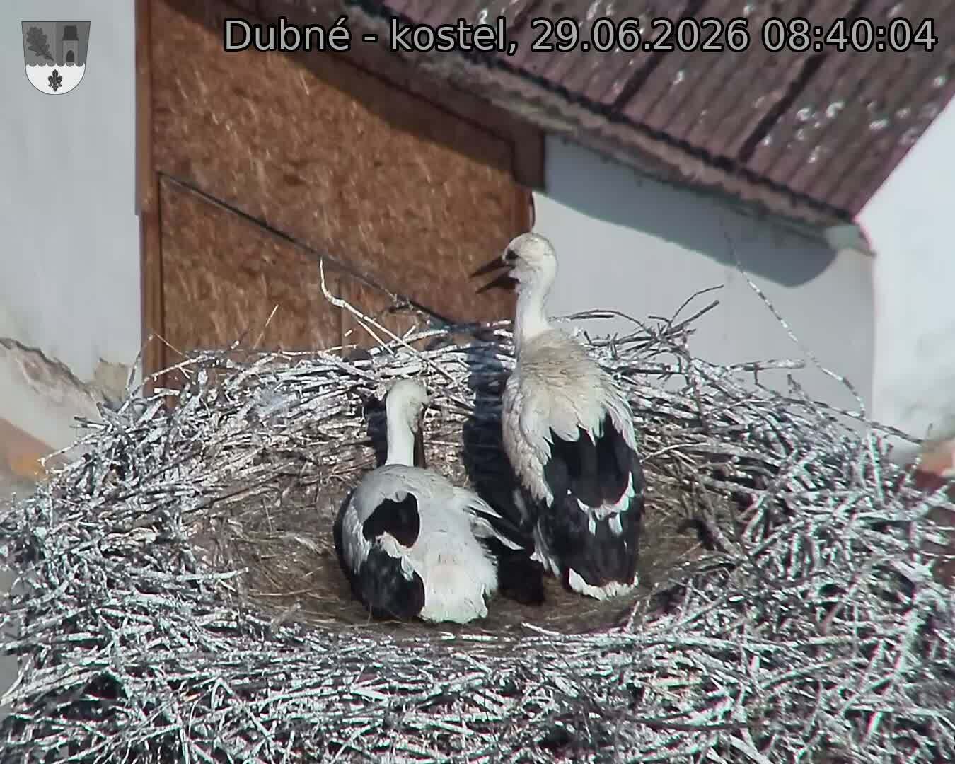 Capi_Dubne_20260629_084004.jpg (1350&nbsp;x&nbsp;1080)