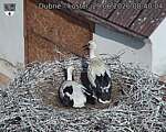Capi_Dubne_20260629_084004.jpg