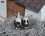 Capi_Dubne_20260629_084504.jpg