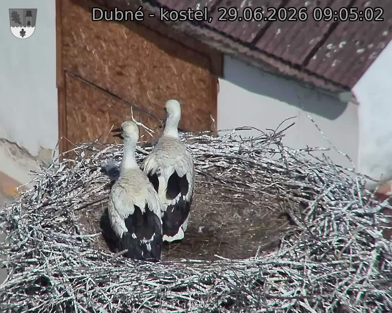 Capi_Dubne_20260629_090502.jpg (1350&nbsp;x&nbsp;1080)