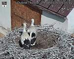 Capi_Dubne_20260629_090502.jpg