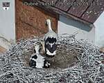 Capi_Dubne_20260629_091004.jpg