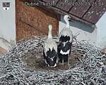 Capi_Dubne_20260629_092504.jpg