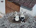 Capi_Dubne_20260629_093004.jpg