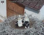Capi_Dubne_20260629_093502.jpg