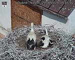 Capi_Dubne_20260629_094502.jpg
