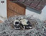 Capi_Dubne_20260629_095002.jpg