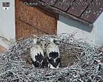 Capi_Dubne_20260629_095504.jpg
