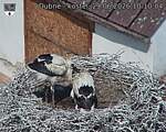 Capi_Dubne_20260629_101004.jpg