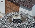 Capi_Dubne_20260629_101504.jpg