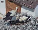 Capi_Dubne_20260629_102002.jpg