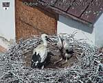 Capi_Dubne_20260629_102503.jpg