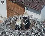 Capi_Dubne_20260629_103004.jpg