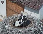 Capi_Dubne_20260629_104502.jpg