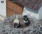 Capi_Dubne_20260629_105004.jpg