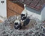 Capi_Dubne_20260629_105502.jpg