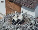 Capi_Dubne_20260629_110004.jpg