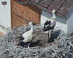 Capi_Dubne_20260629_111502.jpg