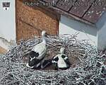 Capi_Dubne_20260629_112503.jpg