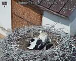 Capi_Dubne_20260629_113003.jpg