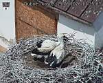 Capi_Dubne_20260629_113503.jpg