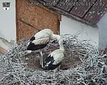 Capi_Dubne_20260629_115002.jpg
