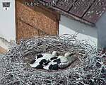 Capi_Dubne_20260629_121003.jpg