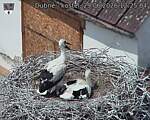 Capi_Dubne_20260629_122504.jpg