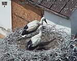 Capi_Dubne_20260629_123003.jpg