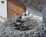 Capi_Dubne_20260629_123504.jpg