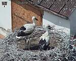 Capi_Dubne_20260629_124004.jpg