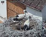 Capi_Dubne_20260629_124503.jpg