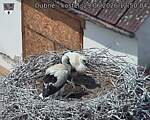 Capi_Dubne_20260629_125004.jpg