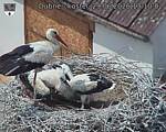 Capi_Dubne_20260629_131002.jpg