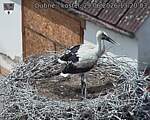 Capi_Dubne_20260629_132003.jpg