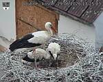 Capi_Dubne_20260629_132504.jpg