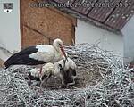 Capi_Dubne_20260629_133503.jpg