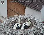 Capi_Dubne_20260629_134503.jpg
