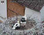 Capi_Dubne_20260629_135002.jpg