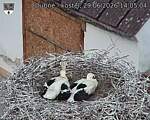Capi_Dubne_20260629_140504.jpg