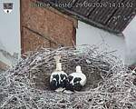 Capi_Dubne_20260629_141502.jpg