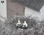 Capi_Dubne_20260629_142003.jpg