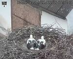 Capi_Dubne_20260629_143003.jpg