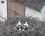Capi_Dubne_20260629_143502.jpg