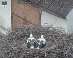 Capi_Dubne_20260629_144003.jpg