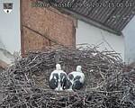 Capi_Dubne_20260629_150004.jpg