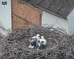Capi_Dubne_20260629_151004.jpg